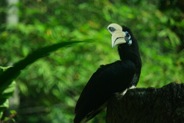 A Hornbill at the Zoo of Singapore.