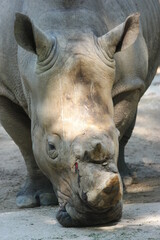 Fototapeta premium A southern white rhinoceros (White rhino) at Singapore Zoo.