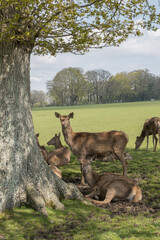Skye Park Deer Farm, West Harting, Petersfield, England, Uk, April 2023