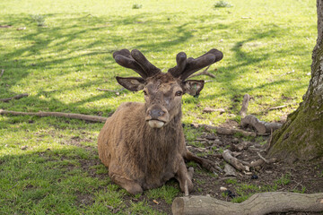 Skye Park Deer Farm, West Harting, Petersfield, England, Uk, April 2023