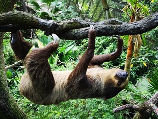 A sloth eating at Singapore Zoo.