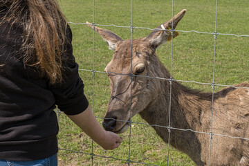 Skye Park Deer Farm, West Harting, Petersfield, England, Uk, April 2023