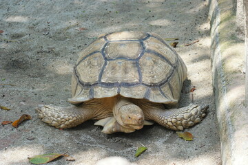 An african spurred tortoise at the Zoo of Singapore.
