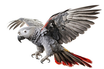 Fototapeta na wymiar Congo African Grey Parrot flying isolated on white, transparent background, PNG, generative ai