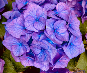 Purple Flowers in Spring