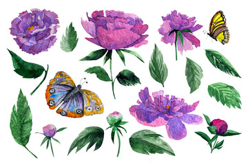 watercolor pion and Butterflies illusration isolated.Peony flower painted in watercolor.Watercolor peonies