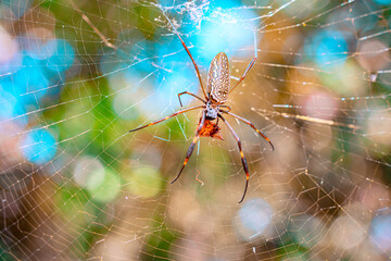 colorful spider hanging on its web