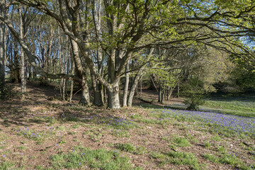 Bluebell walk at Cowdray golf coarse, West Sussex, Uk, May 2023