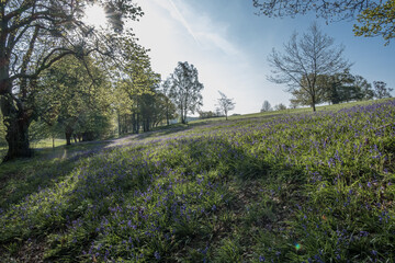 Obraz premium Bluebell walk at Cowdray golf coarse, West Sussex, Uk, May 2023