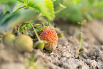 イチゴ