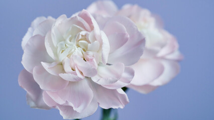 Macro photo of white-pink carnation flower bud close-up on blue background.Texture soft petals of carnation.Beautiful banner of flowers.Scientific name is Dianthus.Wedding postcard.Mothers day flower