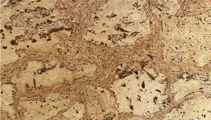 close-up of a tree texture, close-up of a cork tree texture, close-up of the board texture