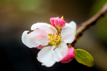 Close up of apple blossom with water drops after rain