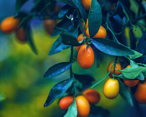 oranges on tree