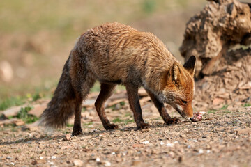 Fototapeta premium Beautiful portrait of a common fox sniffs a piece of meat in the Sierra de Andujar Natural Park, in Andalusia, Spain
