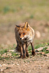 Naklejka na ściany i meble Beautiful vertical portrait of a specimen of common fox with a badly injured eye walks with its gaze high in the Sierra de Andujar Natural Park, in Andalusia, Spain