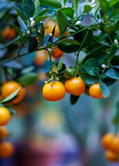 mandarin tree with fruits