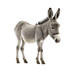 Donkey isolated on white, transparent background, PNG, generative ai