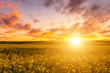 Agricultural flowering rapeseed field at sunset or sunrise.