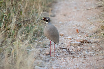 Bronze-winged courser isolated in the early evening 