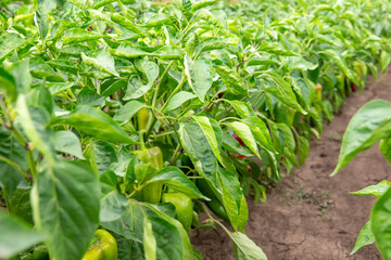 Green organic peppers growing in the garden