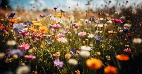 Selbstklebende Fototapete Wiese, Sumpf Colorful flower meadow with sunbeams and bokeh lights in summer - nature background banner with copy space - summer greeting card wildflowers spring concept
