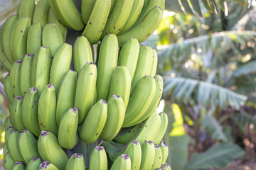Fresh bananas in a cluster growing in a tree. La Palma, Canary Islands, Spain.