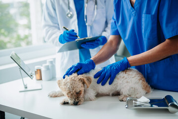 Veterinarian doctor and shih tzu dog at veterinary ambulance.