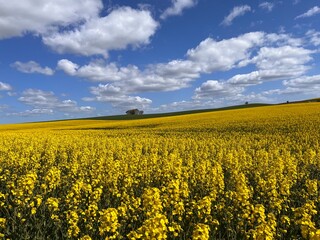 Obraz premium rapeseed field