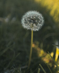 Dandelion in a field on a sunny spring morning