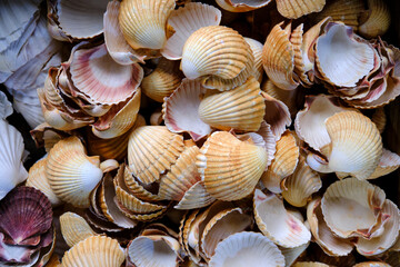Seashell Texture