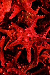Lots of red starfish