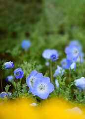 花（ネモフィラ）と自然をテーマにしたコピースペースがある背景素材
