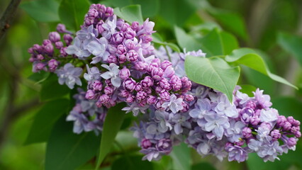 Syringa vulgaris. Close-up of blooming purple and white lilacs on a large bush.