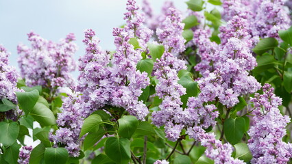 Syringa vulgaris. Close-up of blooming purple and white lilacs on a large bush.