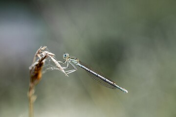 ważka, owad © RobertM