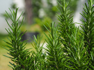 fresh rosemary herbs grow outdoors