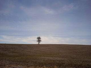 Lonely tree in the field.