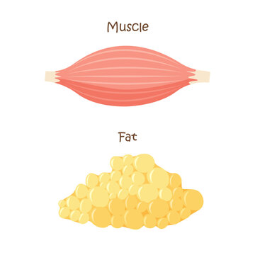 Muscle and fat tissue icon. Muscles mass gain, weight loss, diet. Vector illustration in trendy flat style isolated on white background.