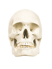 Realistic looking human skull on transparent background
