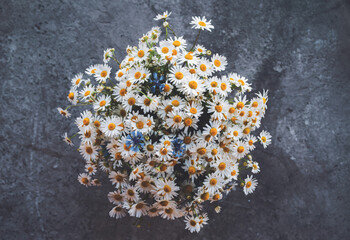 Bouquet of chamomile on a concrete gray grunge background, top view, soft selective focus. Floral vintage background with wildflowers