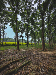 A forest with trees and grass. With beautiful sky, yellow rice crop in the field. Beautiful wallpaper 