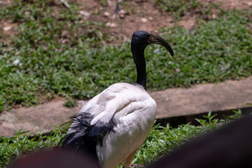 Fototapeta premium KL Bird Park