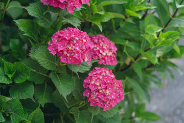 梅雨の時期に咲き始めた紫陽花のきれいな花