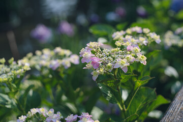 太宰府天満宮の菖蒲池 梅雨の時期に咲き始めた紫陽花の花