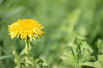 dandelion spring flower in the meadow countryside in the spring 