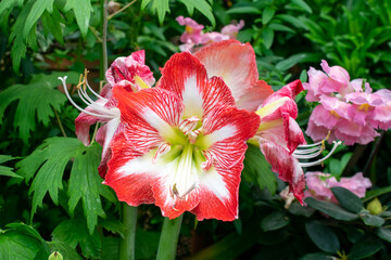 Barbados lily | Hippeastrum vittatum
