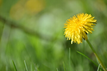 dandelion spring flower in the meadow countryside in the spring 