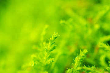 Green grass background | Black teatree
