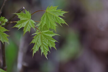 maple tree leaves in the spring in the morning in the countryside